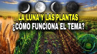 ¿CÓMO INFLUYE LA LUNA EN LA AGRICULTURA Explicación sencilla  Fácil de entender agricultura [upl. by Salis]