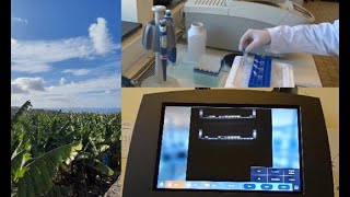 Virus testing for banana germplasms by RTPCR GHU of Bioversity International  Liège University [upl. by Aniger318]