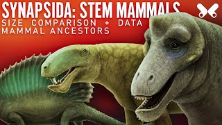 SYNAPSIDS StemMammals Size comparison and data Paleoart [upl. by Marje324]