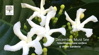 Tabernaemontana cerifera Paper Gardenia  December Must See [upl. by Arorua]