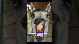 Amazing Horse Facts 🐎  MindBlowing Things You Didnt Know About Horses [upl. by Ng]