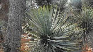 Soyate Yucca rostrata wwwriomoroscom [upl. by Laufer945]