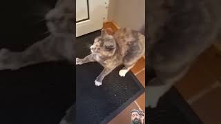 Bountiful cat and funny video kucing kucinglucu funny [upl. by Anirroc]