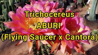 Cactus Video Trichocereus Hybrid ABURI [upl. by Bevan162]