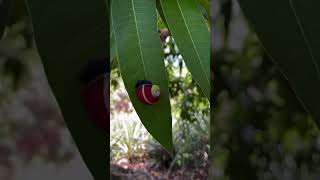 Beautiful cuba painted snail polymita animals nature cuteanimals [upl. by Akerdna]