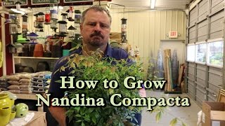 How to grow Nandina Compacta with a detailed description [upl. by Essex485]