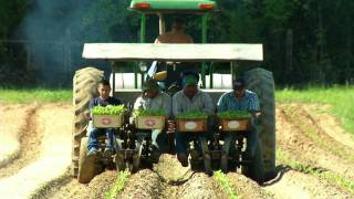 Planting Tobacco in Clemmons North Carolina [upl. by Sheffie]