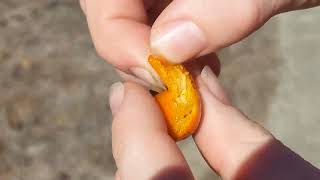 Diospyros rhombifolia diamondleaf persimmon October 13 2024 taste test not ripe yet Do not recommend [upl. by Hankins]