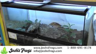 How to Set Up a Terrarium for Solomon Island Leaf Frogs [upl. by Hsatan]