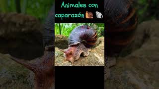 Animales con Caparazon viral animals animales tortuga mascotas caracoles tortuguero [upl. by Friday]