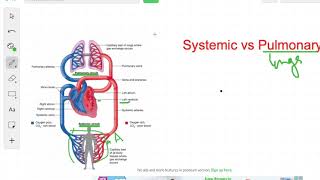 Systemic vs Pulmonary Circulation  Circulation [upl. by Lamond]