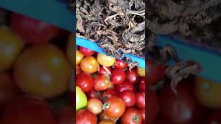 Organic farming in Nepal krishisuchana organicfarming shortvideo krishi farmerlife news [upl. by Zingale]