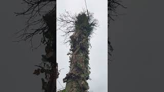 Arbre enroulé sur un poteau électrique [upl. by Alaik]