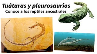 Tuátaras y pleurosaurios descubre a los reptiles ancestrales [upl. by Ahsiekel145]