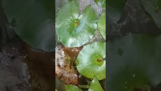 Shocking 😯 surprise in gourami tank 😊 fishkeeping fishtank fishcare aquariumfishkeeping [upl. by Anail]