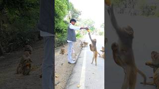 Monkey kya kha rha hai 🐒🐒 monkeyvideo animal cookies animallover monkeyvideo animals bandar [upl. by Rednasyl]