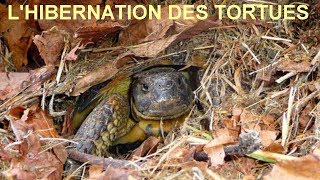 HIBERNATION DES TORTUES PARTIE 1 [upl. by Janela125]