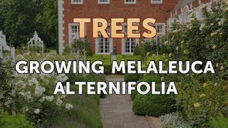 Growing Melaleuca alternifolia [upl. by Akkin]