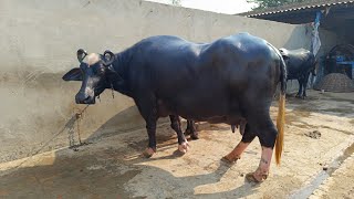 Two Buffaloes For Sale 2 ਮੱਝਾਂ ਵਿਕਾਊ [upl. by Lidah]