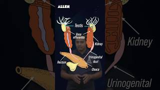 Male Reproductive System of Frog – Drop Your Answer in the Comments shorts [upl. by Ettedranreb]