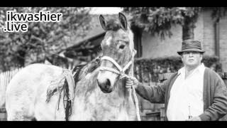 Belgische Trekpaarden op prijskamp  Belgian Draft Horse  Trait Belge  ikwashierlive in Evergem [upl. by Schuh468]