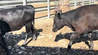 Ac ‘PA STOCKWELL’  15 Angus Heifers Vendor Bred Weaned NSM 1112 Months Grass Assured [upl. by Ymmaj]