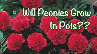 Peonies in pots vs peonies in a bed A nursery experiment PART 3 [upl. by Ekenna]