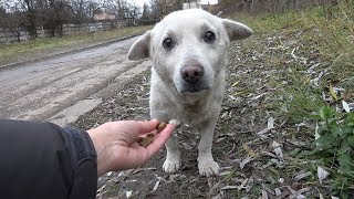 Rescue of a Scared Homeless Dog with a Broken Heart [upl. by Alebasi792]