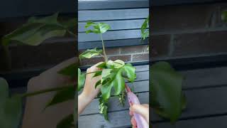 Propagating Variegated Rhaphidophora Tetrasperma indoorplants propagation rareplants [upl. by Airat]