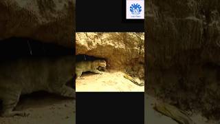 Cat saving babies from python 😱😱  💥💥 Wonderful Animal Kingdom 143 💥💥 cat animals python [upl. by Andrus301]