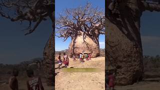 Baobab Water Tree 🌴 [upl. by Dincolo]