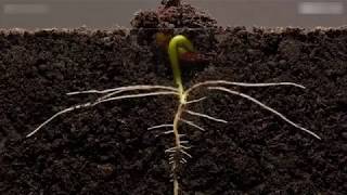 Impresionante time  lapse del nacimiento y desarrollo de una planta [upl. by Anitneuq169]