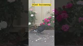 Pied Currawong in our backyard [upl. by Ahseryt871]