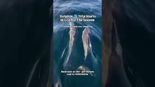 Dolphin Trip In Goa at 350 [upl. by Nottus493]