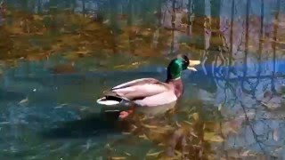 Mallard Duck in Swimming Pool Quacking [upl. by Nahtannoj]