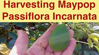 Harvesting Maypop Passiflora Incarnata [upl. by Idnym]