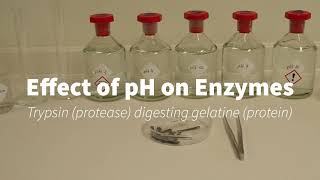 Trypsin and pH [upl. by Arihaz]