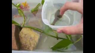 How to set up a tadpole tank [upl. by Llirrehs]