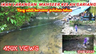 IKAN GARIANG MAHSEER KELAH ter BESAR TOBOH MARUNGGAI KEC V KOTO KP DALAM KABPADANGPARIAMAN [upl. by Attiuqal]