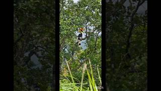 Horn bill bird western ghats nature rare bird trending viral ❣️ [upl. by Thorsten]