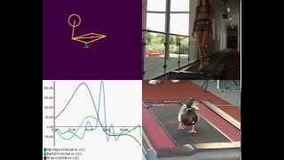 Gait Analysis  Comparison Duck vs Human Gait  with Simi Motion [upl. by Pietro617]