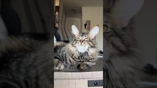 Cat or Rabbit A Cabbit cats catvideo funnycatvideos cutecats cutecat catshorts catchannel [upl. by Zetta]