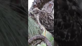 Hawk Talk Baby vs Adult RedShouldered Hawk Calls [upl. by Mikihisa]