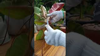 PHILODENDRON quotRED SUNquot PROPAGATIONSTEM CUTTINGS TOPCUTplantpropagation plantingtips [upl. by Tan]