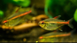 HOW TO Care For GlowLight Tetra [upl. by Damiano372]