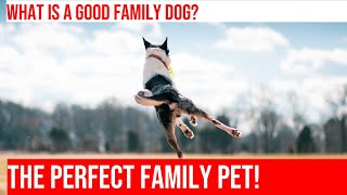 Choosing the Perfect Family Dog Characteristics to Consider [upl. by Lenoil174]