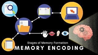 Memory Encoding  Types of Memory Encoding and Factors Negatively impacting Memory Encoding [upl. by Suchta]