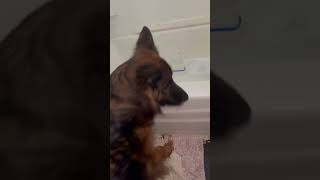 Bath time max  Trickery gets him every timesubscribe bathtime dog love like subscribenow [upl. by Dahle]