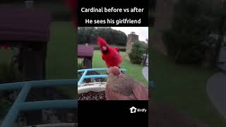 Cardinal before vs after he sees his girlfriend birds birdwatching shorts [upl. by Eilata]