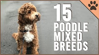 15 Poodle Mix Breeds That Will Melt Your Heart [upl. by Stahl]